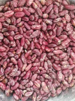High Quality Purple Speckled Kidney Beans