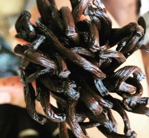 Gourmet Vanilla Beans