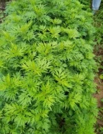 艾叶 | Mugwort (Aiye)