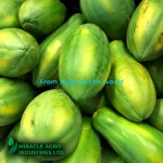 Direct from Farm Sweet & Firm Fresh Green Papaya from Bangladesh Wholesale Export Available Fruit Supplier