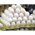 Import Brown and White Table Eggs from Belgium