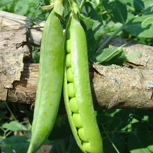 High Yield Sweat Peas Seeds Chinese Vegetable Seeds