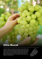 Grape (Shine Muscat)