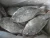 Import Red and Black Tilapia from Germany