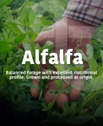 Argentinian Alfalfa