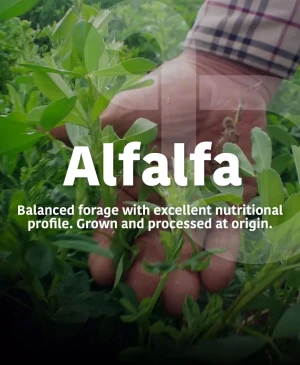 Argentinian Alfalfa