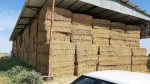 Wheat Straw