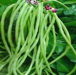 Stringless Bush Type Black Seed /White Seed Color Pole Snap Bean Seed