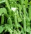 Import High Yield Sweat Peas Seeds Chinese Vegetable Seeds from China