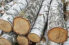 High Quality Birch (Betula spp) logs