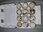 12 Quail Eggs