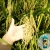 Import 1 Litre Boosta Max 2 Organic Foliar Spray for HIGH YIELD Paddy Fertiliser from Malaysia