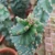Import 10-15cm spiral  cactus bonsai for nursery cactus plant for home decoration  cactus from China