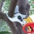Import 18V cordless electric pruning shear for garden pruner from China
