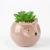 Import 2020 HOT Custom Muti-Color Owl Ceramic Potted Artificial Succulent Plants wholesale from Pakistan