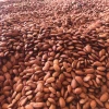Almond Nuts, Apricot Kernels, Betel Nuts, Brazil nuts