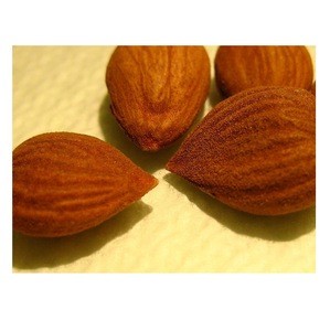 Apricot kernel Bulk Quantity High quality cheap rate Wholesale Dealer