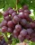 Import Australian Fresh Grapes from USA