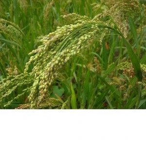 Australian organic white french millet