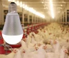 B22 LED Bulb IP65 IP67 dimmable waterproof light bulb chick growth light