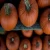 Import Best Quality Fresh pumpkin from China