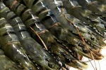 Black Frozen Tiger Shrimp For Sale