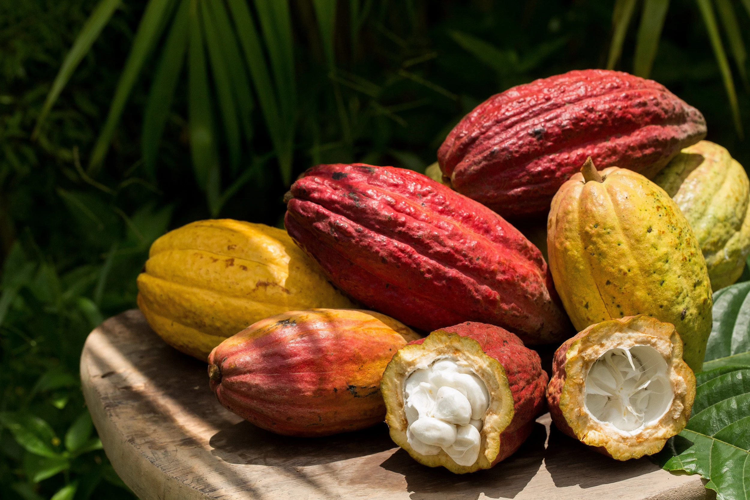 Cacao Gourmet Cocoa Beans From Vietnam - CacaoTrace Program