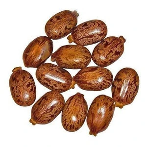 Certified Castor Natural Seeds Ricinus Seeds for sale