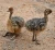 Import Cheap!! Healthy Ostrich Chicks and Fertile Eggs from South Africa