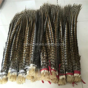 cheap lady amherst pheasant dyed pheasant long tail feathers