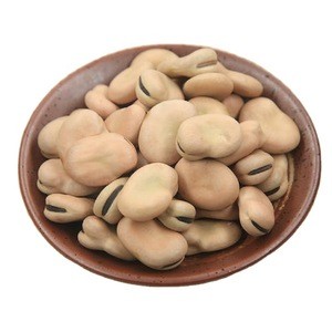 China Manufacturer wholesale qinghai origin natural growth high grade  bulk broad beans fava beans in shell price for sale