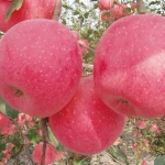 Chinese Fresh Red Fuji Apple/fuji apple