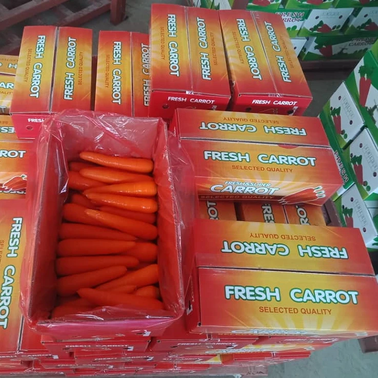 Chinese hot sale fresh carrot 150-200g / new season vegetable wholesale