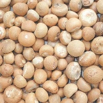 Dried Betel Nuts high