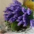Import dried lavender flowers for hall decoration from China