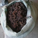 Dried Sargassum Seaweed