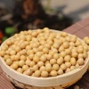 Dried Soybeans Ready for Exportation