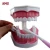 Import Factory Supplier small teeth model/teeth care model/dental model from China