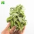 Import Farm cheap wholesale natural live air plant T.Streptophylla from China