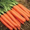 Farm Fresh CARROT from INDONESIA