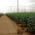 Import Farm use white shade net shade cloth from China