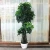 Import Favorable price artificial money tree , money tree bonsai,simulation potted plant from China