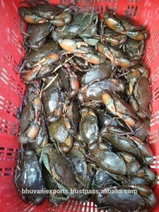 Fresh Live Crab/Live Mud Crab/Live Seafood!!