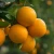 Import Fresh Valencia Oranges from South Africa