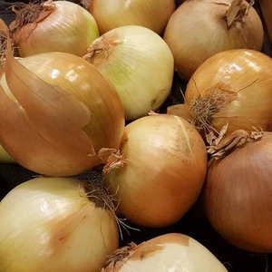 Fresh Yellow Onion with Mesh Bag