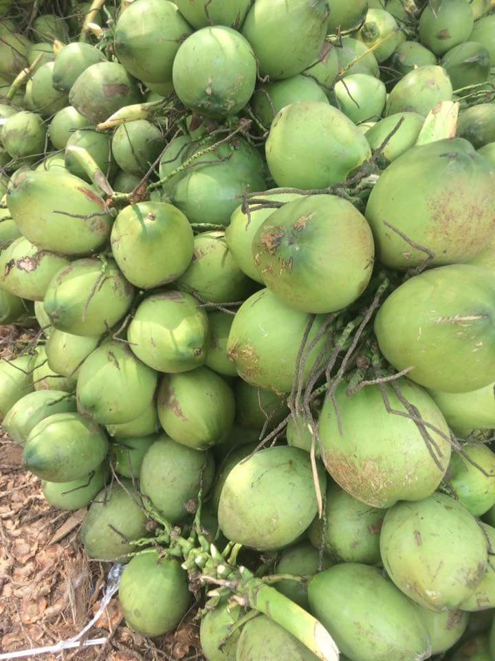 Fresh Young Coconuts
