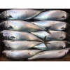 Frozen pacific mackerel, frozen fish, seafood company (Scomber Japoncius)