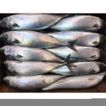 Frozen pacific mackerel, frozen fish, seafood company (Scomber Japoncius)