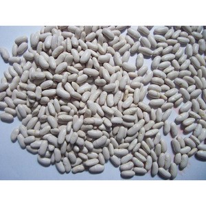 Good Quality and Best Factory Direct Egyptian White Kidney Beans Price for Sale