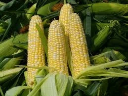 GOOD QUALITY INDIAN CORN YELLOW MAIZE FROM SITCO